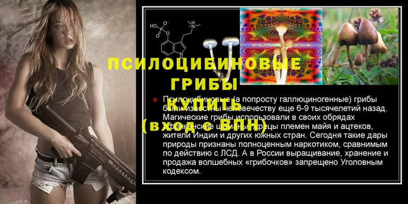 Галлюциногенные грибы Psilocybine cubensis  Заринск 